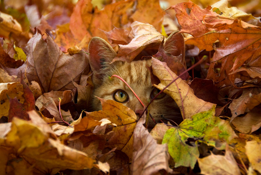 Super Cool Cat Leaf