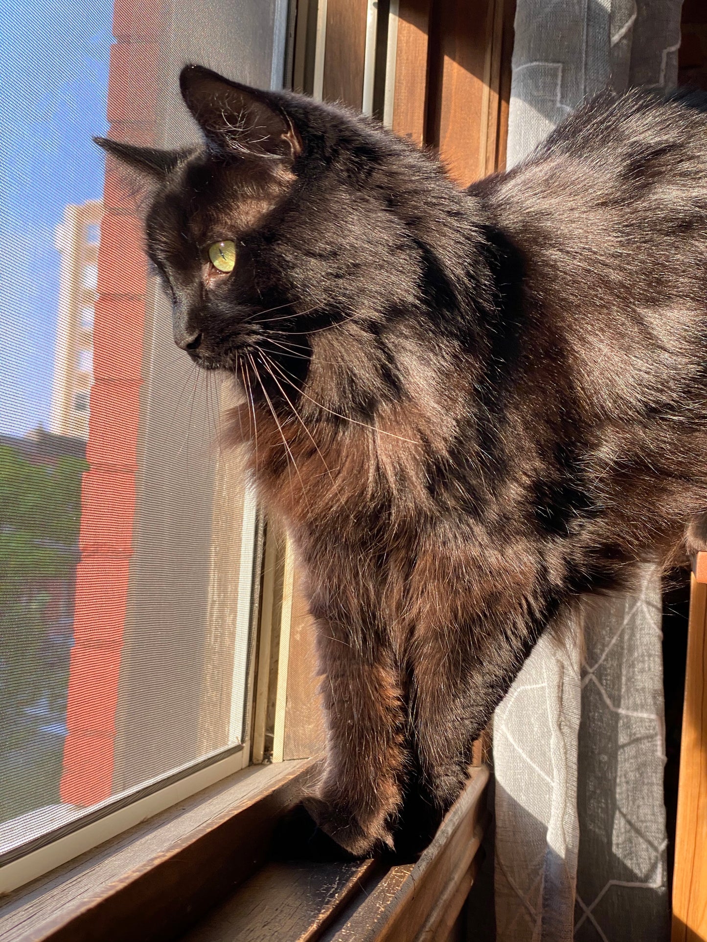 Turkish Angora